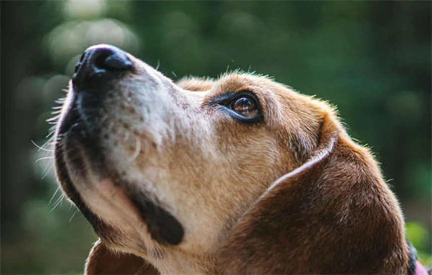 Sigillo VOHC: La Guida Completa per la Salute Dentale del Tuo Animale