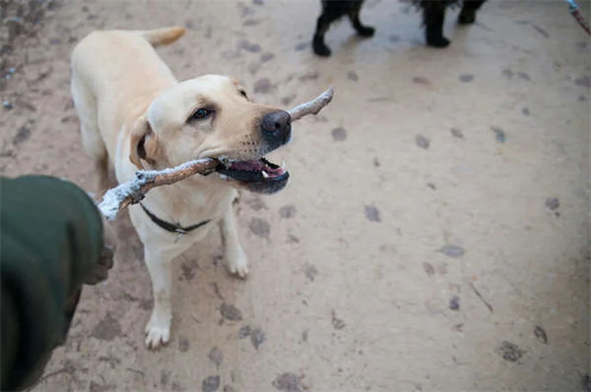 Cuccia per cani: il rifugio perfetto per il tuo amico a 4 zampe