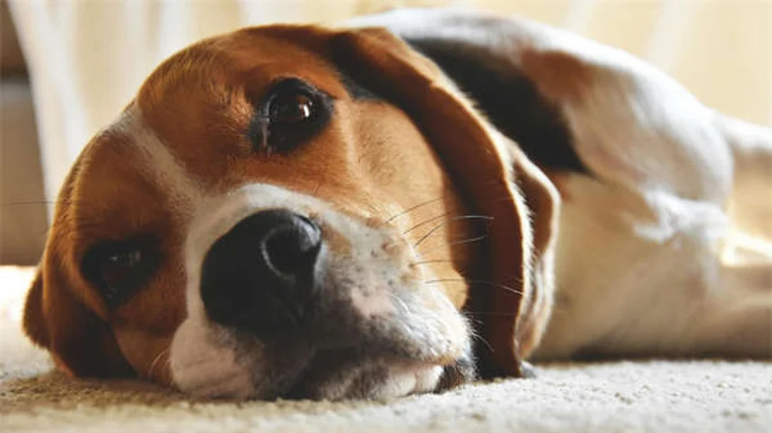 Cuccia per cani: il rifugio perfetto per il tuo amico a 4 zampe