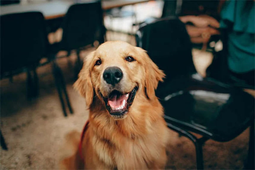 Disturbi della coagulazione nei cani: sintomi, cause e cure
