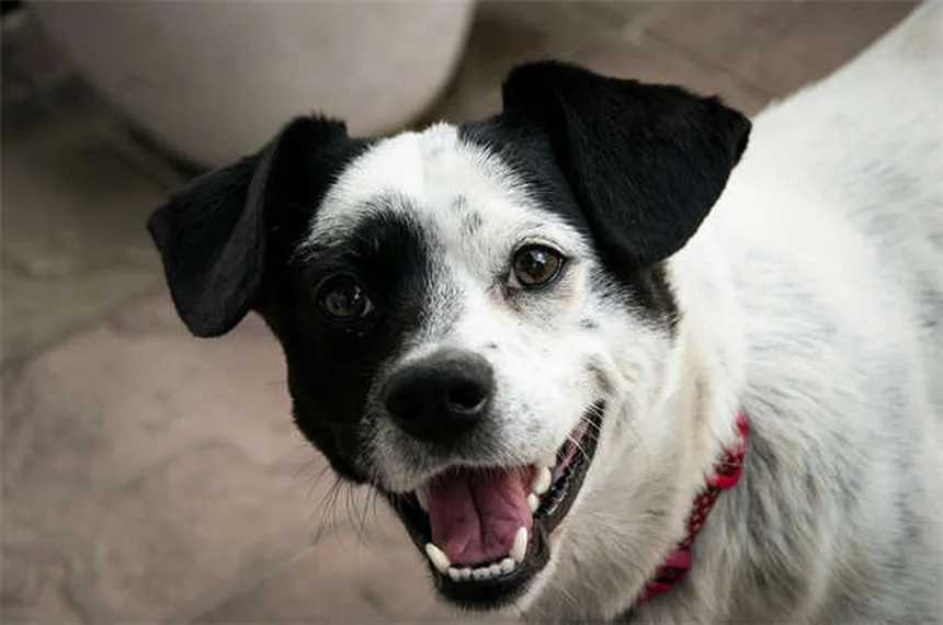 Disturbi della coagulazione nei cani: sintomi, cause e cure