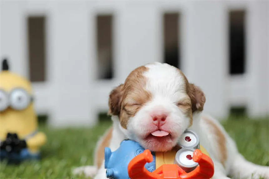 18 Razze di Cani Acquatici: Scopri i Migliori Nuotatori a 4 Zampe