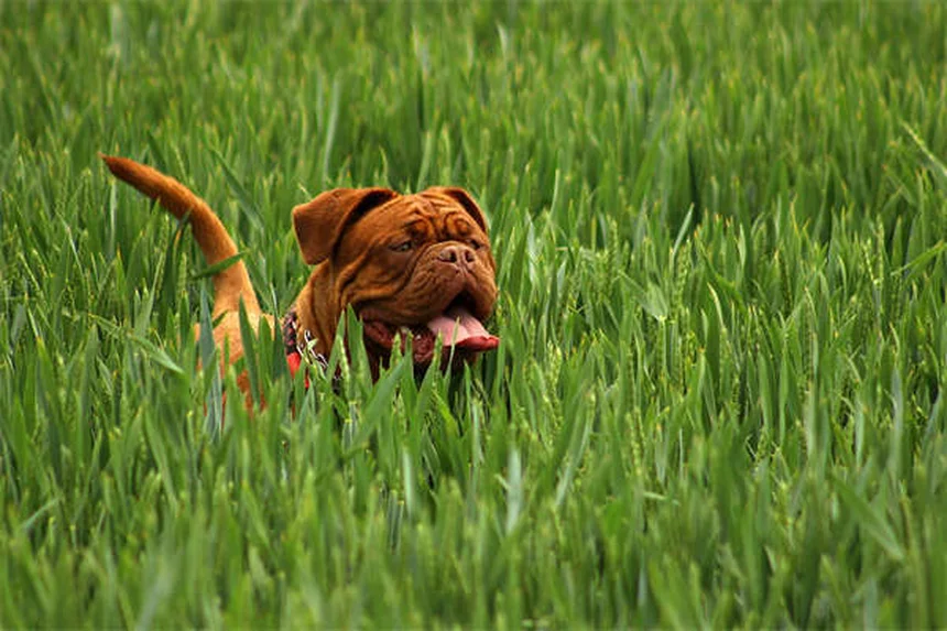 5 razze di cani perfetti per chi ama i gatti