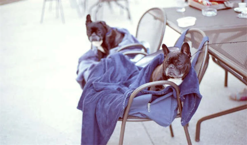 Come gestire lo stress quando il tuo cane o gatto è malato cronico