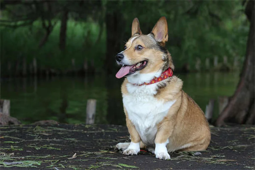 Occhiali per cani: quando e perché sono necessari