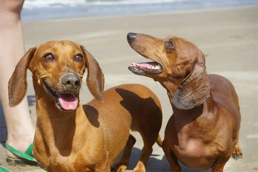 Come insegnare al tuo cane a dire "per favore" in 5 semplici passi