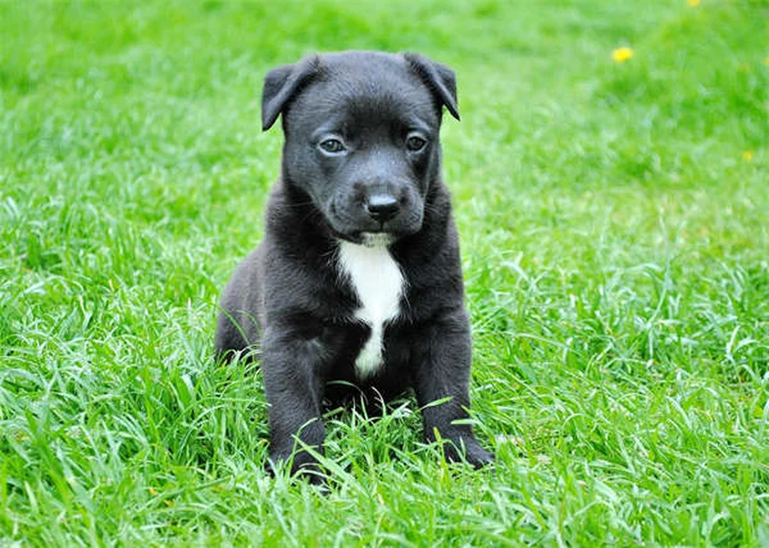 Come calmare il prurito del cane: 5 rimedi naturali che funzionano davvero