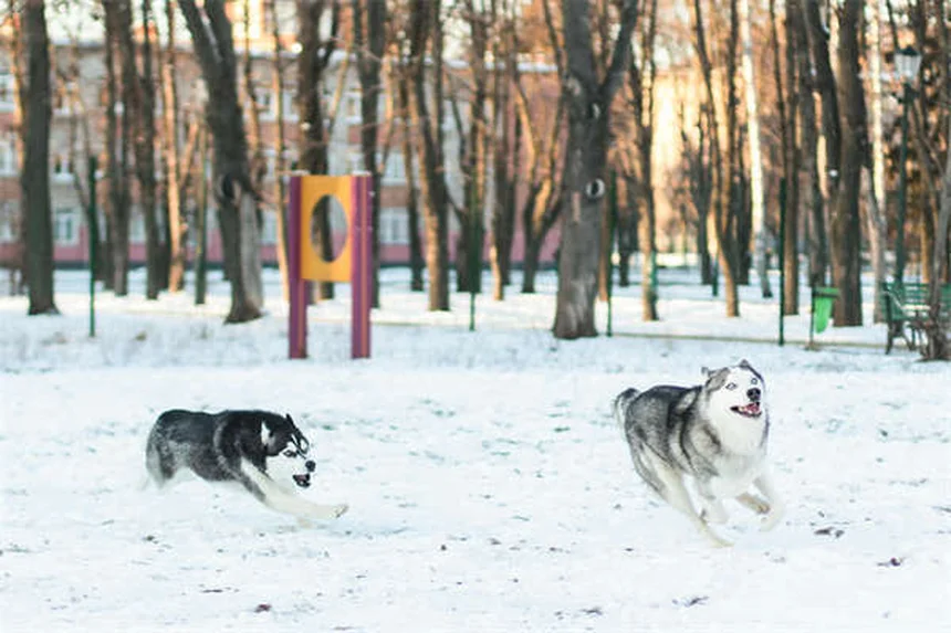 Perché i cani inclinano la testa? Scopri il dolce mistero!