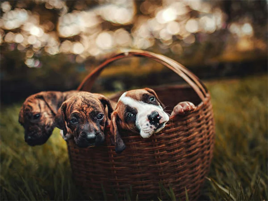 Lisina per cani e gatti: guida completa all'uso contro l'herpesvirus