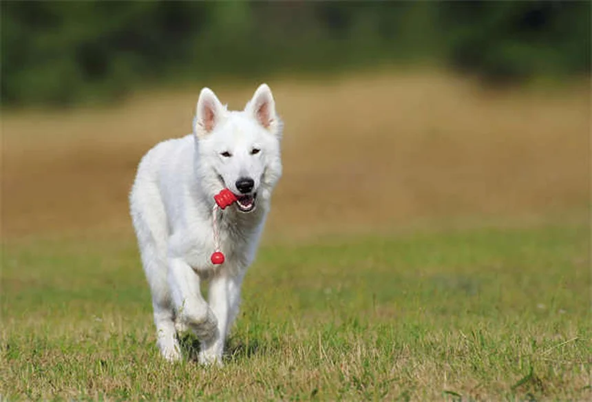 Puppy Strangles: sintomi, cause e cura per il tuo cucciolo
