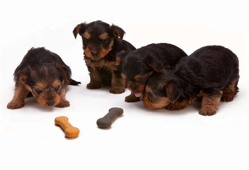 Pica nei cani: sintomi, cause e rimedi per questo disturbo
