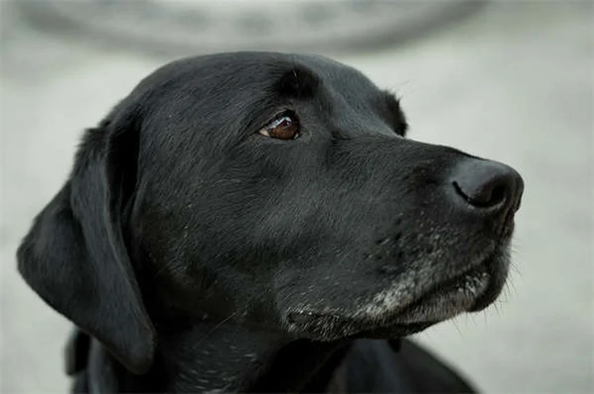 Pica nei cani: sintomi, cause e rimedi per questo disturbo