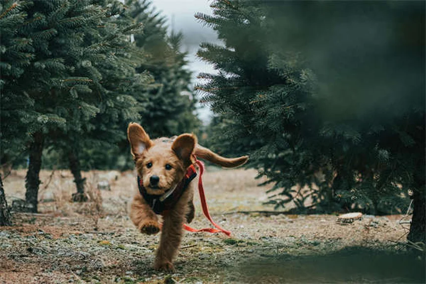 Agopuntura per cani: benefici, costi e come funziona