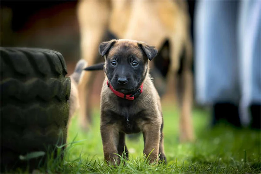 FCE nei cani: sintomi, cause e cura dell'embolia fibrocartilaginea