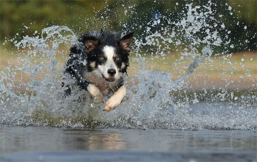 Cos'è la Sincope nei Cani? Sintomi, Cause e Cura