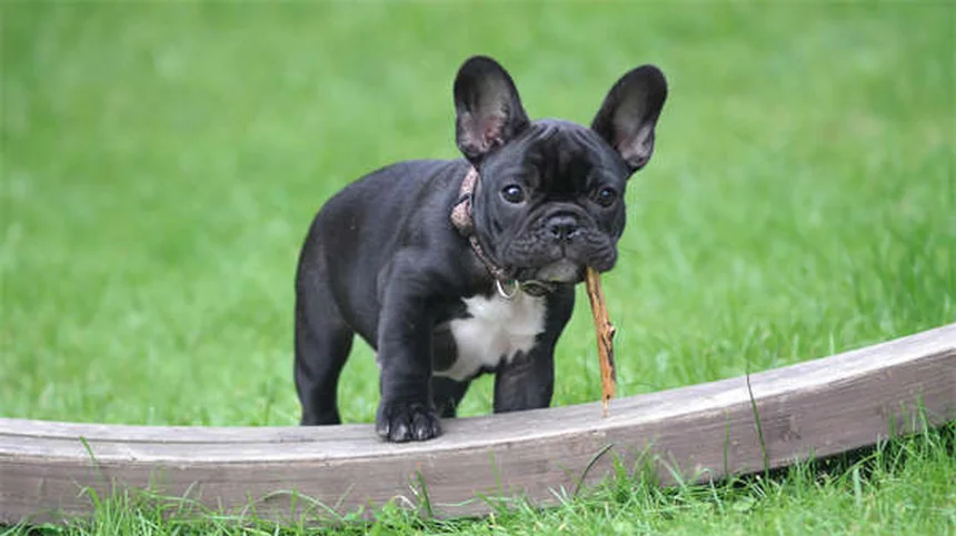 Sindrome serotoninergica nei cani: sintomi, cause e come intervenire