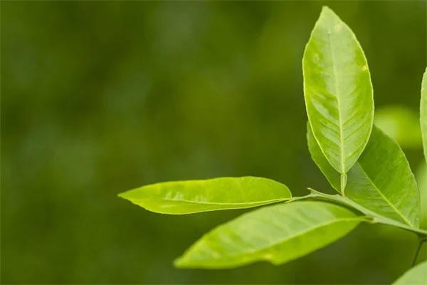 Versamento pleurico nei furetti: sintomi, cause e cure efficaci