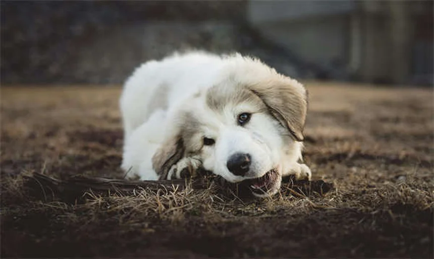 Come addestrare il tuo cane per le riunioni familiari: 5 trucchi infallibili