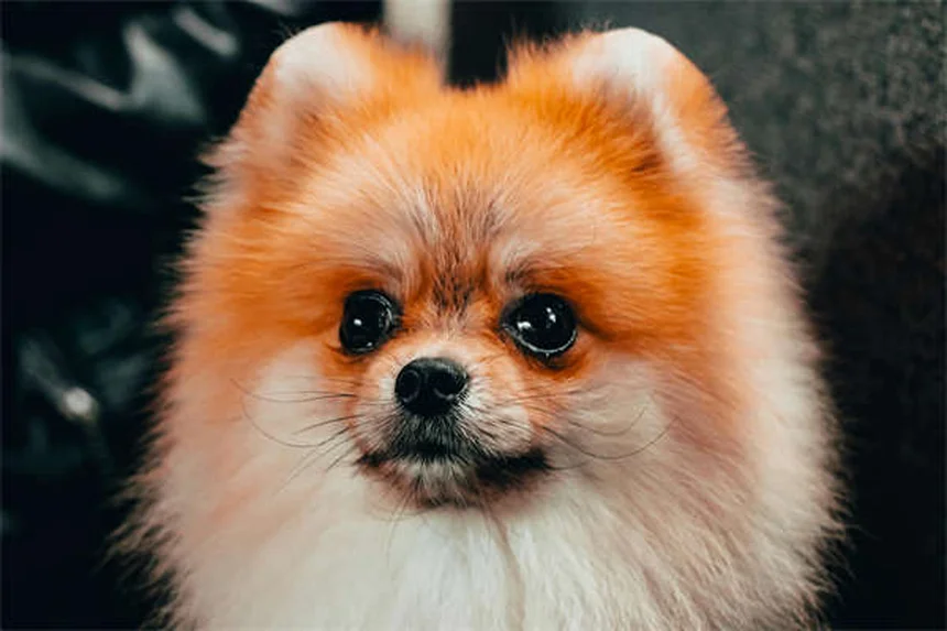 Come addestrare il tuo cane per le riunioni familiari: 5 trucchi infallibili