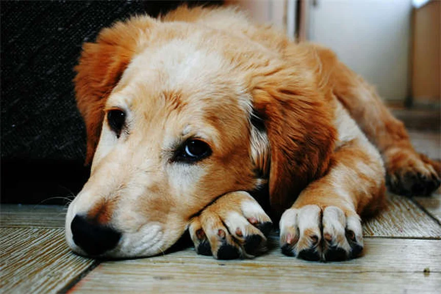 Come addestrare il tuo cane per le riunioni familiari: 5 trucchi infallibili