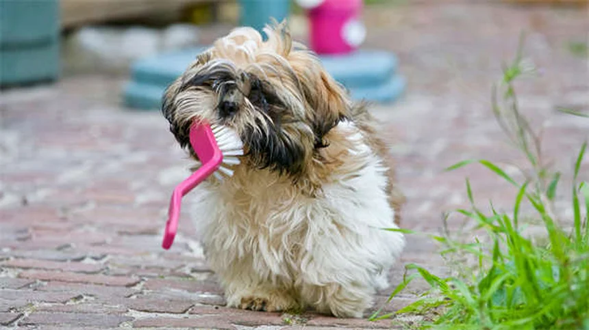 Come diventare addestratore di cani: 10 consigli pratici per iniziare