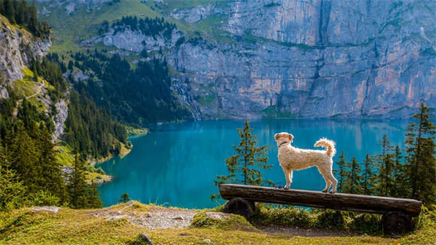 Come diventare addestratore di cani: 10 consigli pratici per iniziare
