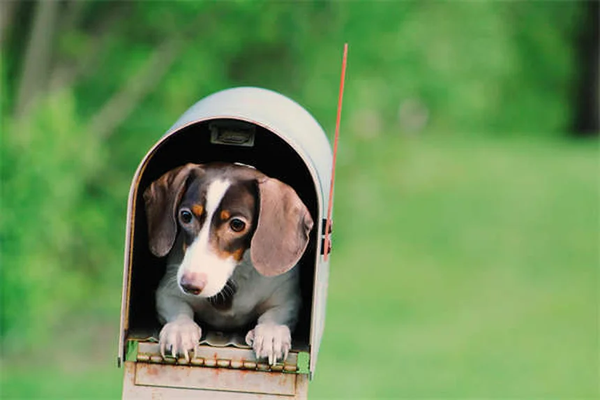 Come diventare addestratore di cani: 10 consigli pratici per iniziare