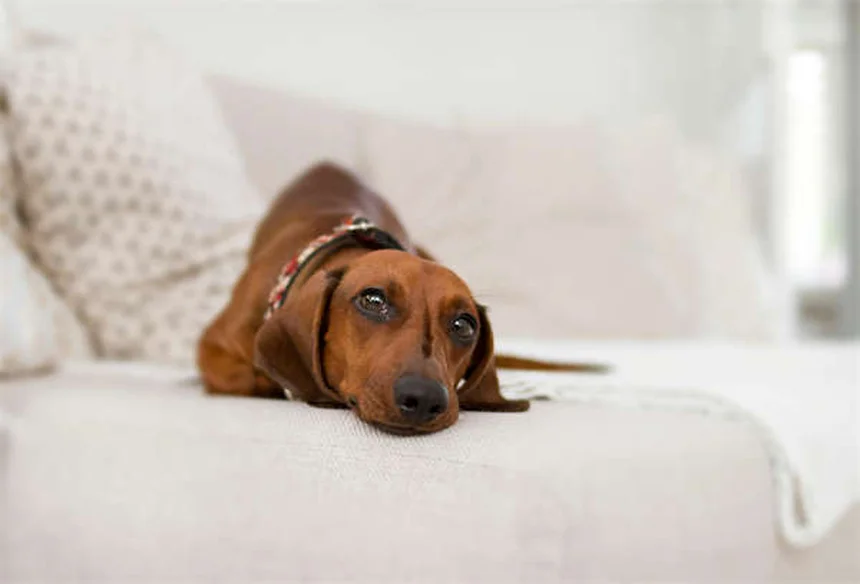 Come diventare addestratore di cani: 10 consigli pratici per iniziare
