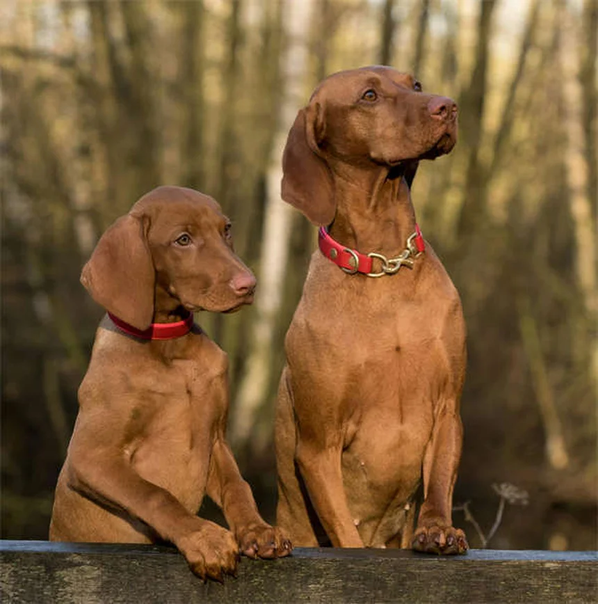 Epistassi nei cani: cause e rimedi per il sangue dal naso