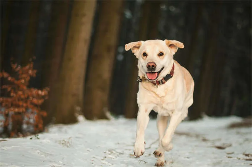 Epistassi nei cani: cause e rimedi per il sangue dal naso