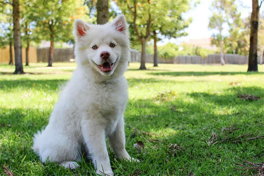 Perché i cani inclinano la testa? Scopri il dolce mistero!
