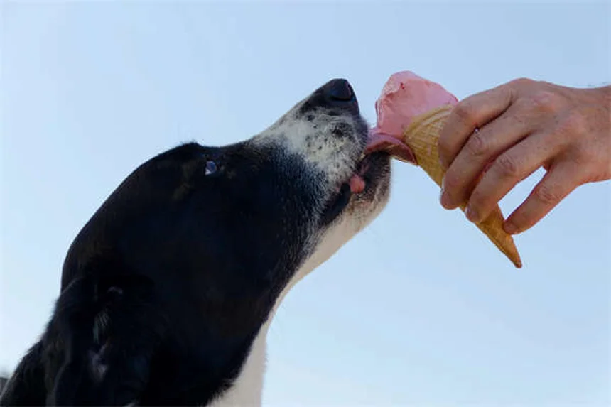 Perché i cani inclinano la testa? Scopri il dolce mistero!