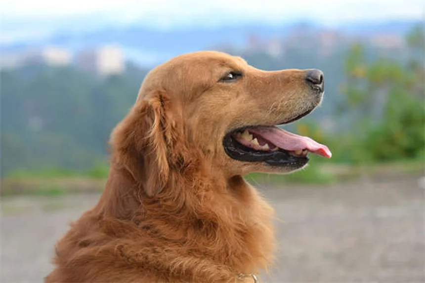 Perché i cani inclinano la testa? Scopri il dolce mistero!