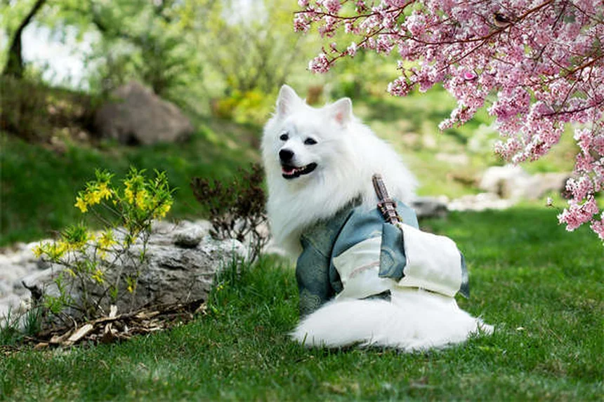 Imodium per cani: guida completa all'uso sicuro