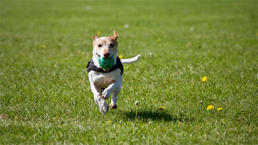 Imodium per cani: guida completa all'uso sicuro