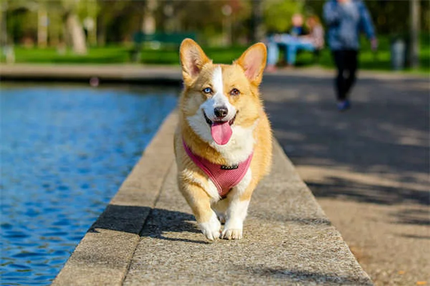 Imodium per cani: guida completa all'uso sicuro