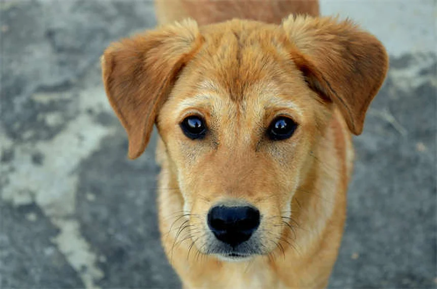 Perché i cani leccano l'aria? Scopri i 7 motivi sorprendenti!