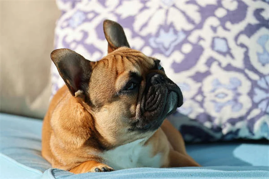Come capire se il tuo cane è a disagio con altri cani: 5 segnali da non ignorare