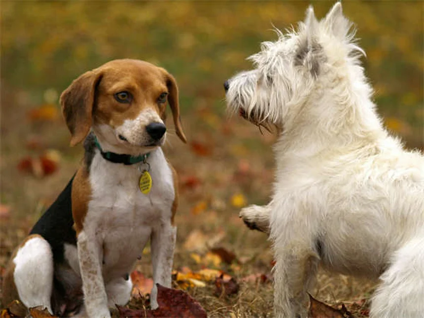 Come capire se il tuo cane è a disagio con altri cani: 5 segnali da non ignorare